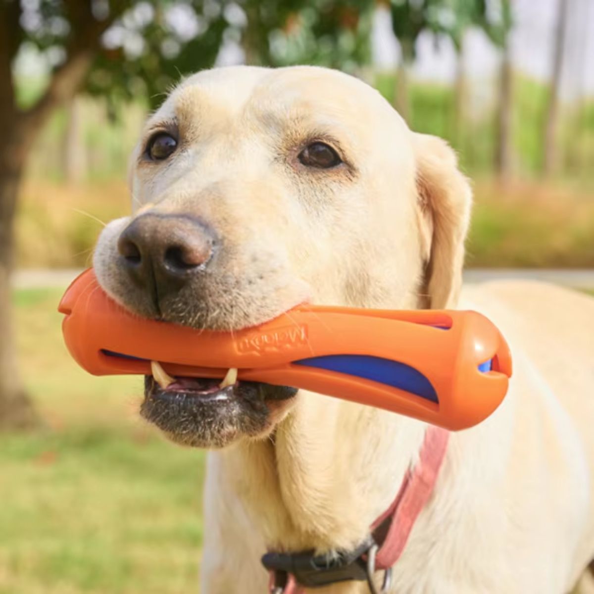 Interactive Floating Dog Water-Lok Chew Toy